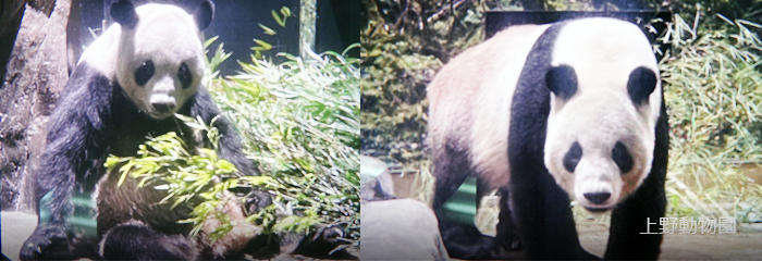 シャンシャン(左:生後30日・右:生後60日) 写真提供:公共財団法人 東京動物園協会