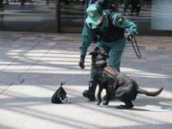 警備犬訓練の様子