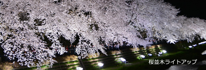 桜並木ライトアップ