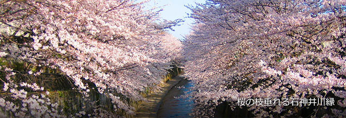 桜の枝垂れる石神井川縁