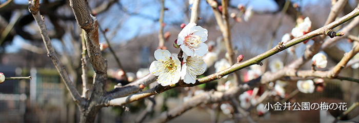 小金井公園の梅の花
