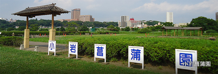 小岩菖蒲園