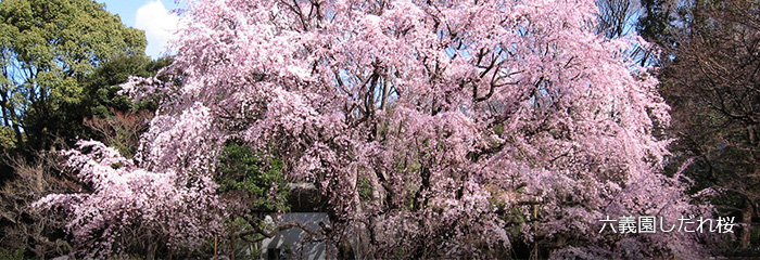 六義園しだれ桜