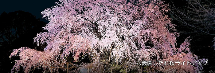 六義園しだれ桜ライトアップ