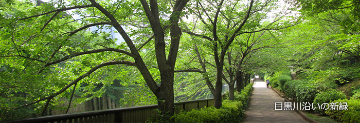 目黒川沿いの新緑