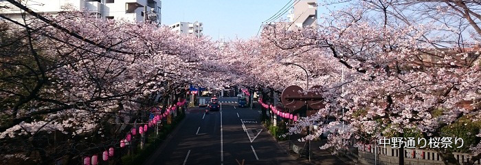 中野通り桜祭り