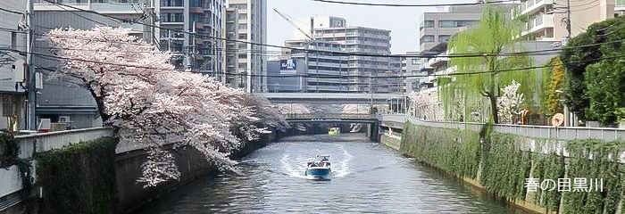 春の目黒川