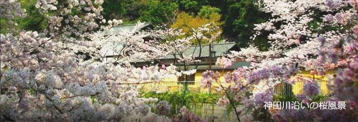 神田川沿いの桜風景