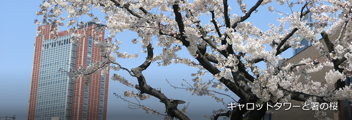 キャロットタワーと署の桜