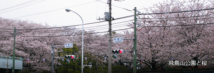 飛鳥山公園と桜