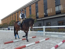 馬が並んでいる風景