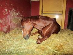 寝っ転がる馬