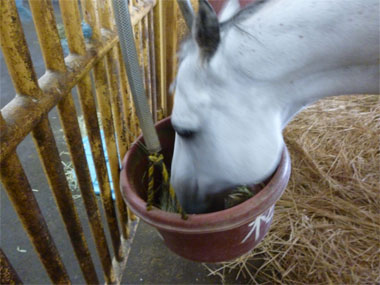 馬が朝ご飯を食べている写真