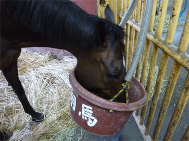 馬が昼ご飯を食べている写真