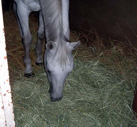 馬が食事をしている写真