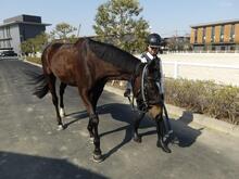 馬を曳いている写真（屋外）