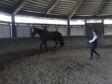 馬を曳いている写真（屋内）