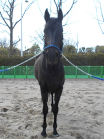 馬の紹介 警視庁