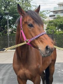 グローバリスト写真横から