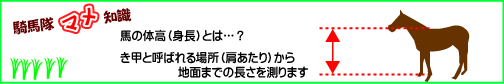 騎馬隊マメ知識　馬の体高(身長)とは？　き甲と呼ばれる場所(肩あたり)から地面までの長さを測ります