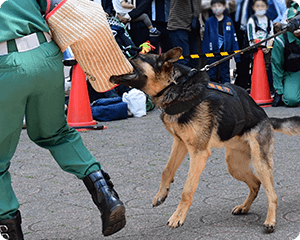 警備犬その3