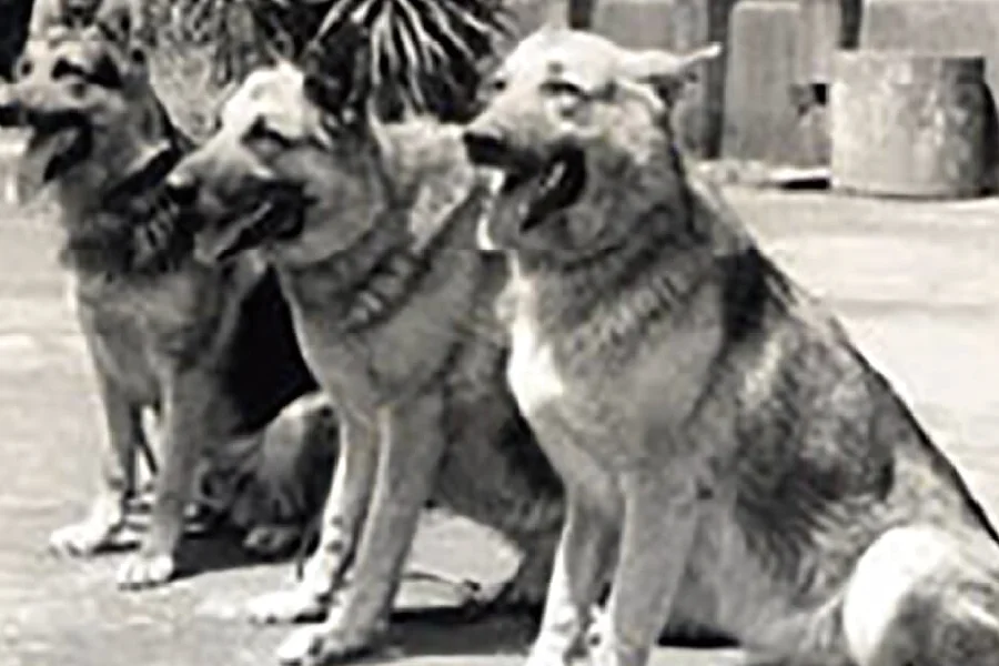 初めて警察犬を採用