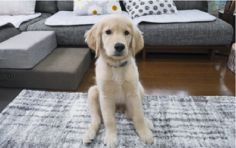 刑事警察休日画像