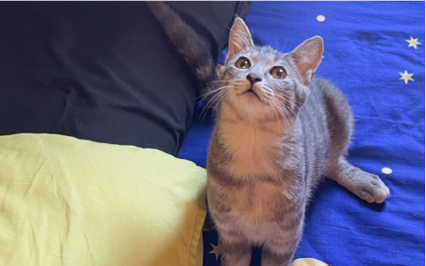 刑事警察休日画像